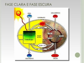 FASE CLARA E FASE ESCURA 