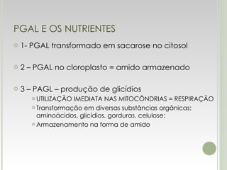 PGAL E OS NUTRIENTES 1- PGAL transformado em sacarose no citosol 2 – PGAL no cloroplasto = amido armazenado 3 – PAGL – produção de glicídios UTILIZAÇÃO IMEDIATA NAS MITOCÔNDRIAS = RESPIRAÇÃO Transformação em diversas substâncias orgânicas: aminoácidos, glicídios, gorduras, celulose; Armazenamento na forma de amido 