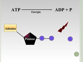 Adenina Pentose ATP  ADP + P Energia 