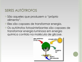 SERES AUTÓTROFOS São aqueles que produzem o “próprio alimento”. Eles são capazes de transformar energia. Os autótrofos fotossintetizantes são capazes de transformar energia luminosa em energia química contida na molécula de glicose.  