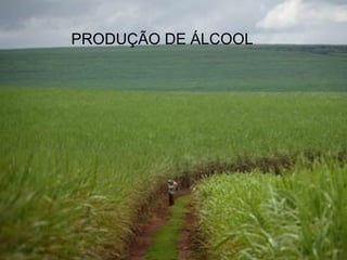 PRODUÇÃO DE ÁLCOOL
 