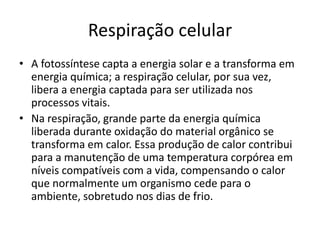 Respiração celular 
• A fotossíntese capta a energia solar e a transforma em 
energia química; a respiração celular, por sua vez, 
libera a energia captada para ser utilizada nos 
processos vitais. 
• Na respiração, grande parte da energia química 
liberada durante oxidação do material orgânico se 
transforma em calor. Essa produção de calor contribui 
para a manutenção de uma temperatura corpórea em 
níveis compatíveis com a vida, compensando o calor 
que normalmente um organismo cede para o 
ambiente, sobretudo nos dias de frio. 
 