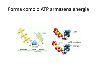 Forma como o ATP armazena energia 
 