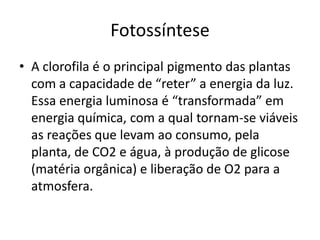 FotossínteseA clorofila é o principal pigmento das plantas com a capacidade de “reter” a energia da luz. Essa energia luminosa é “transformada” em energia química, com a qual tornam-se viáveis as reações que levam ao consumo, pela planta, de CO2 e água, à produção de glicose (matéria orgânica) e liberação de O2 para a atmosfera.