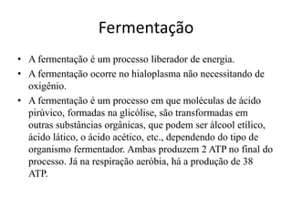 FermentaçãoA fermentação é um processo liberador de energia.A fermentação ocorre no hialoplasma não necessitando de oxigênio.A fermentação é um processo em que moléculas de ácido pirúvico, formadas na glicólise, são transformadas em outras substâncias orgânicas, que podem ser álcool etílico, ácido lático, o ácido acético, etc., dependendo do tipo de organismo fermentador. Ambas produzem 2 ATP no final do processo. Já na respiração aeróbia, há a produção de 38 ATP.