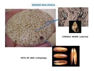 EROSIÓ BIOLÒGICA




                             CARGOLÍ NEGRE (Littorina)




DÀTIL DE MAR (Lithophaga)
 