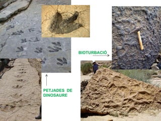 BIOTURBACIÓ




PETJADES DE
DINOSAURE
 