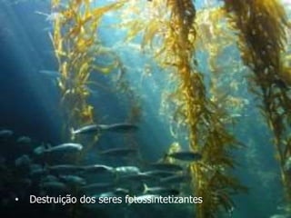 • Destruição dos seres fotossintetizantes
 