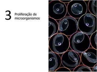 Proliferação de
microorganismos3
 