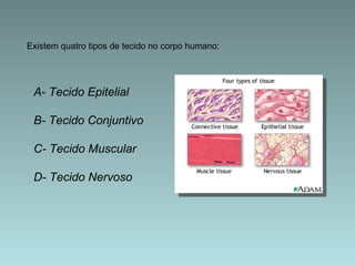 A- Tecido Epitelial  B- Tecido Conjuntivo C- Tecido Muscular D- Tecido Nervoso Existem quatro tipos de tecido no corpo humano: 