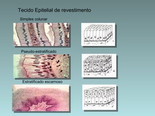 Tecido Epitelial de revestimento Simples colunar Pseudo-estratificado Estratificado escamoso 
