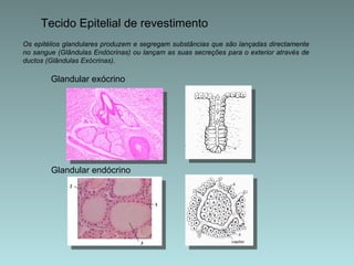 Tecido Epitelial de revestimento Glandular exócrino Glandular endócrino Os epitélios glandulares produzem e segregam substâncias que são lançadas directamente no sangue (Glândulas Endócrinas) ou lançam as suas secreções para o exterior através de ductos (Glândulas Exócrinas). 