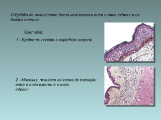 O Epitélio de revestimento forma uma barreira entre o meio exterior e os tecidos internos.  1 - Epiderme: reveste a superfície corporal  2 - Mucosas: revestem as zonas de transição entre o meio externo e o meio  interior; Exemplos: 