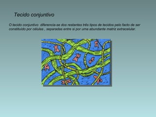 O tecido conjuntivo  diferencia-se dos restantes três tipos de tecidos pelo facto de ser constituído por células , separadas entre si por uma abundante matriz extracelular. Tecido conjuntivo 