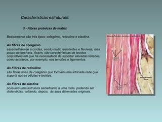 3 - Fibras proteicas da matriz Basicamente são três tipos: colagénio, reticulina e elastina. As fibras de colagénio  assemelham-se a cordas, sendo muito resistentes e flexíveis, mas pouco extensíveis. Assim, são características de tecidos conjuntivos em que há necessidade de suportar elevadas tensões, como acontece, por exemplo, nos tendões e ligamentos. As   Fibras de reticulina   são fibras finas de colagénio que formam uma intricada rede que suporta outras células e tecidos. As   Fibras de elastina  possuem uma estrutura semelhante a uma mola, podendo ser distendidas, voltando, depois,  às suas dimensões originais. Características estruturais: 