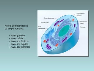 Níveis de organização do corpo humano: Nível químico Nível celular Nível dos tecidos Nível dos órgãos Nível dos sistemas 
