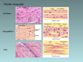 Tecido muscular Cardíaco Esquelético Liso 