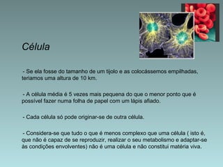 Célula - Se ela fosse do tamanho de um tijolo e as colocássemos empilhadas, teriamos uma altura de 10 km. - A célula média é 5 vezes mais pequena do que o menor ponto que é possível fazer numa folha de papel com um lápis afiado. - Cada célula só pode originar-se de outra célula. - Considera-se que tudo o que é menos complexo que uma célula ( isto é, que não é capaz de se reproduzir, realizar o seu metabolismo e adaptar-se às condições envolventes) não é uma célula e não constitui matéria viva. 