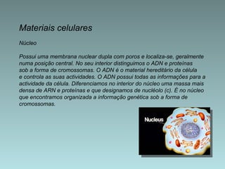 Materiais celulares Núcleo Possui uma membrana nuclear dupla com poros e localiza-se, geralmente  numa posição central. No seu interior distinguimos o ADN e proteínas  sob a forma de cromossomas. O ADN é o material hereditário da célula  e controla as suas actividades. O ADN possui todas as informações para a  actividade da célula. Diferenciamos no interior do núcleo uma massa mais  densa de ARN e proteínas e que designamos de nucléolo (c). É no núcleo  que encontramos organizada a informação genética sob a forma de  cromossomas.    