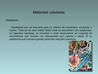Materiais celulares Citoplasma Substância que se encontra para no interior da membrana, excluindo o núcleo. Trata-se de uma matriz fluida onde se encontram, em suspensão, os organitos celulares, as inclusões e onde observamos um conjunto de microtúbulos que formam um citosqueleto que suporta a célula. É no citoplasma que ocorrem grande parte das reacções químicas. 