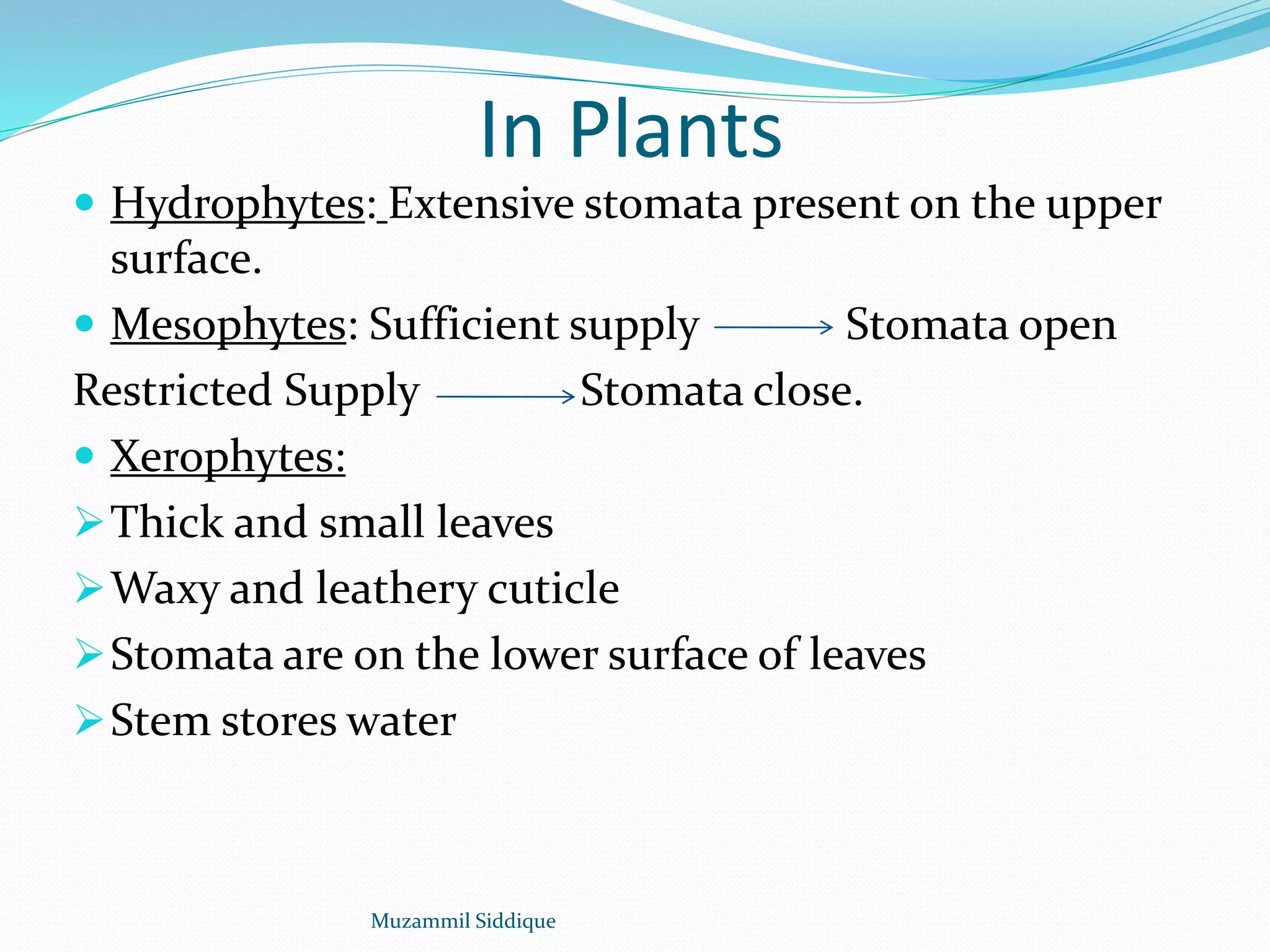 In Plants
 Hydrophytes: Extensive stomata present on the upper
surface.
 Mesophytes: Sufficient supply Stomata open
Restricted Supply Stomata close.
 Xerophytes:
Thick and small leaves
Waxy and leathery cuticle
Stomata are on the lower surface of leaves
Stem stores water
Muzammil Siddique
 