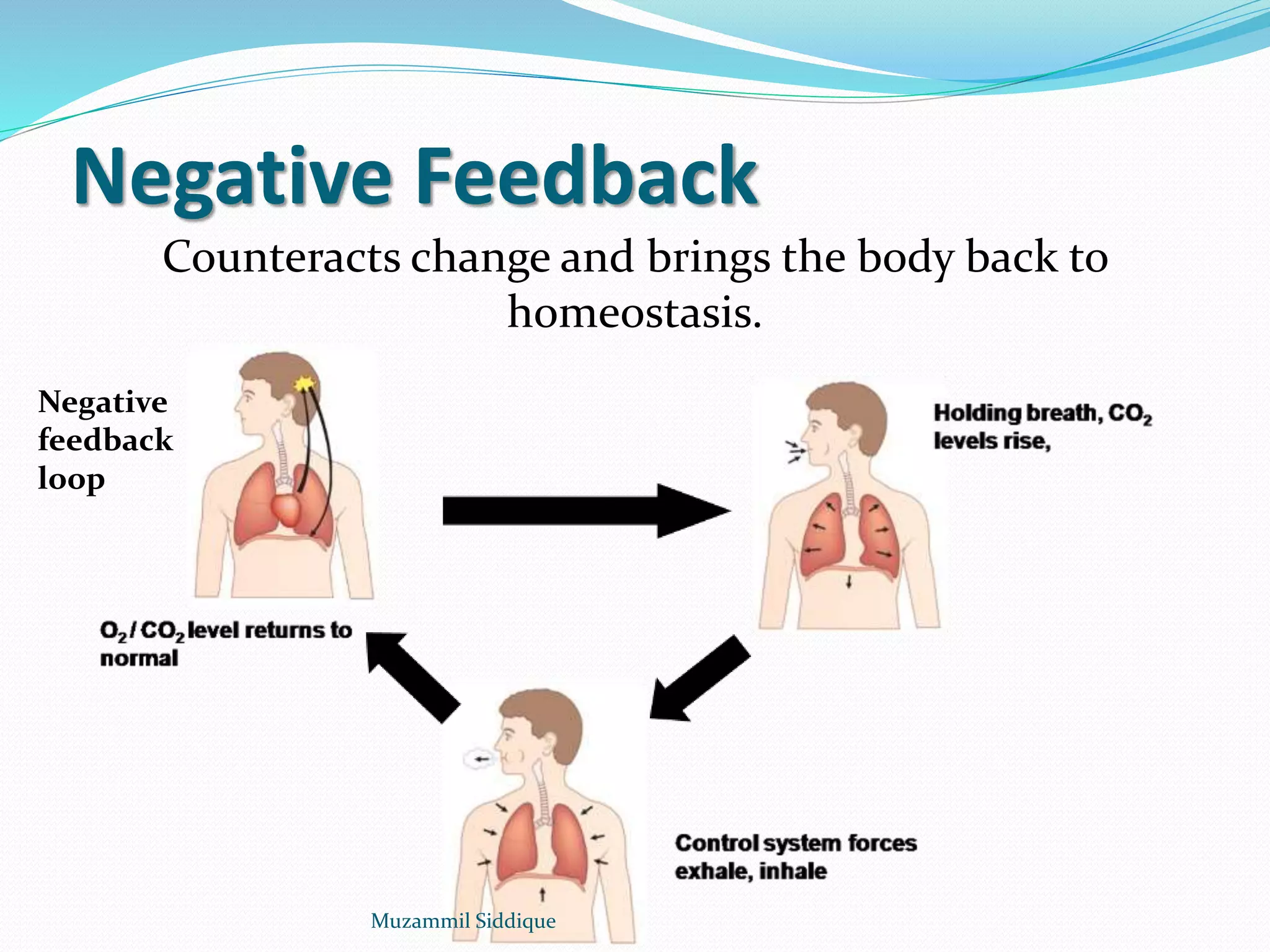 Negative Feedback
Counteracts change and brings the body back to
homeostasis.
Negative
feedback
loop
Muzammil Siddique
 