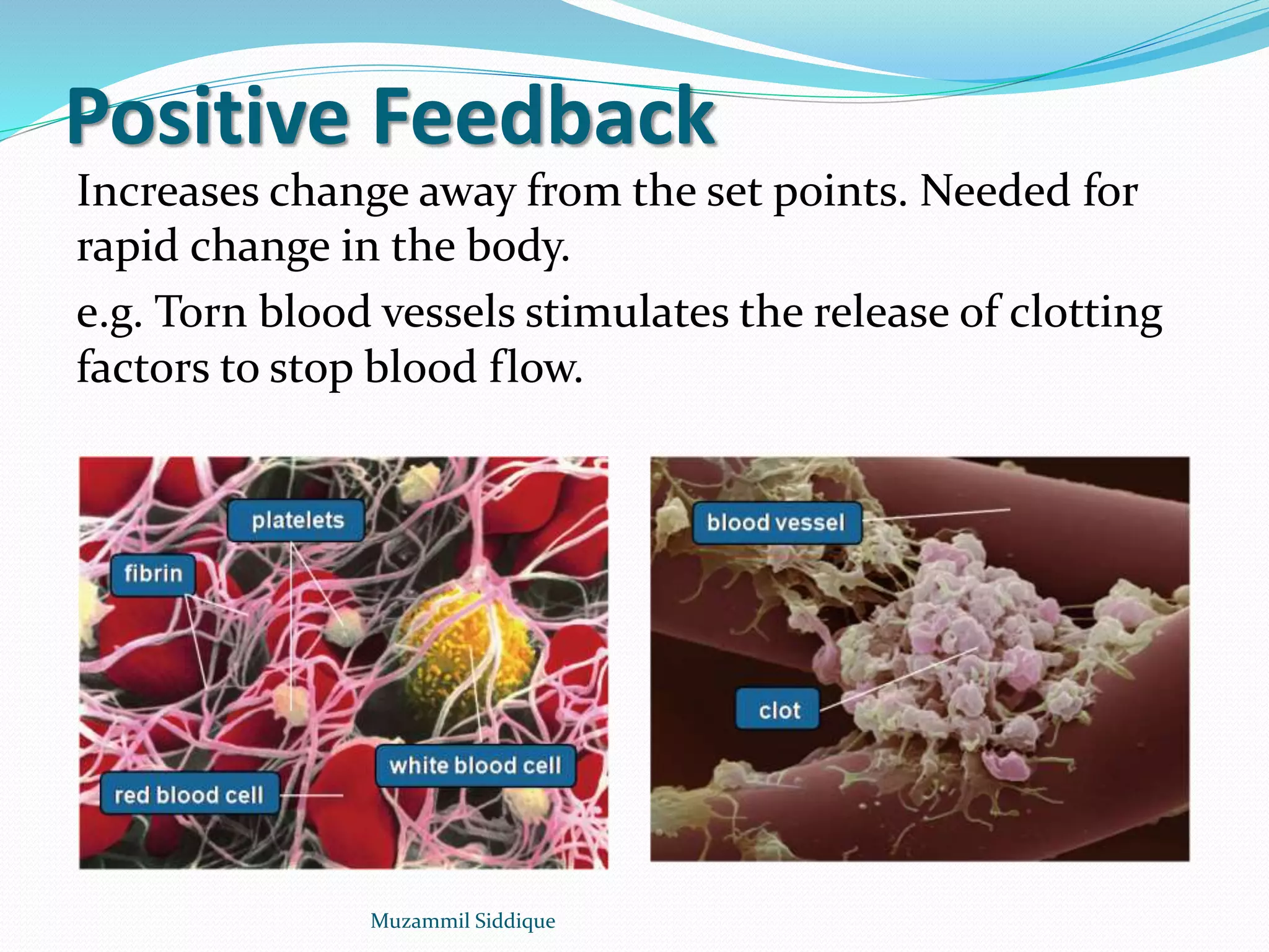 Positive Feedback
Increases change away from the set points. Needed for
rapid change in the body.
e.g. Torn blood vessels stimulates the release of clotting
factors to stop blood flow.
Muzammil Siddique
 