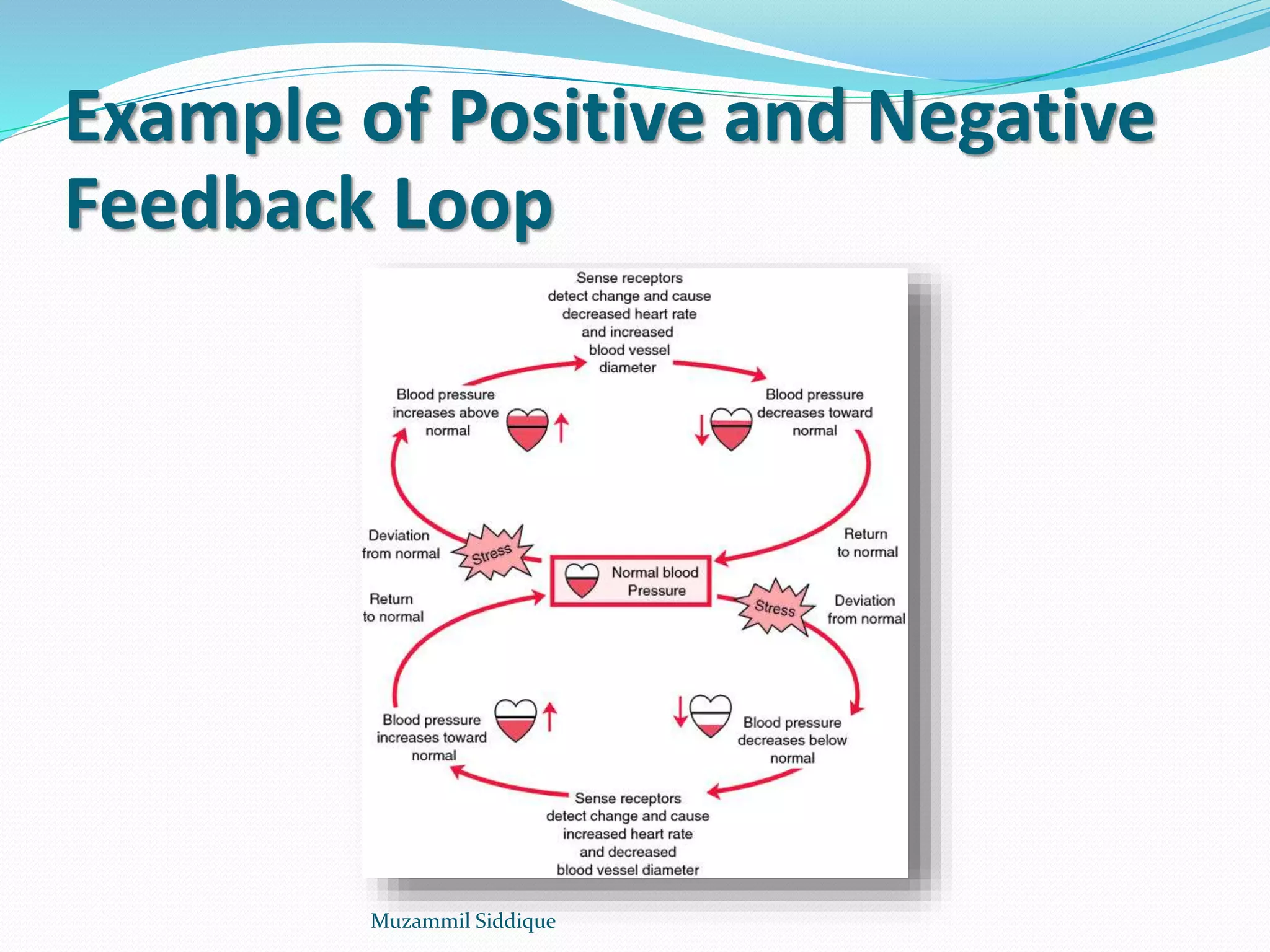 Example of Positive and Negative
Feedback Loop
Muzammil Siddique
 