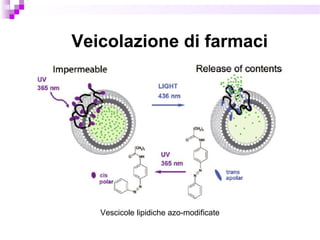 Veicolazione di farmaci
Vescicole lipidiche azo-modificate
 