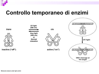 Controllo temporaneo di enzimi
Molecular scissors under light control
 