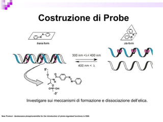 Costruzione di Probe
New Product - Azobenzene phosphoramidite for the introduction of photo-regulated functions in DNA
Investigare sui meccanismi di formazione e dissociazione dell’elica.
 