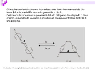 Gli Azobenzeni subiscono una isomerizzazione fotochimica reversibile cis-
trans. I due isomeri differiscono in geometria e dipolo.
Collocando l’azobenzene in prossimità del sito di legame di un ligando o di un
enzima, e modulando lo switch è possibile ad esempio controllare l’attività di
una proteina.
Mohua Bose, Dan Groff, Jianming Xie, Eric Brustad and Peter G. Schultz.The in corporation of a Photoisomerizable Amino Acid into Protein in E.Coli. J. Am. Chem. Soc., 2006, 128 (2)
 