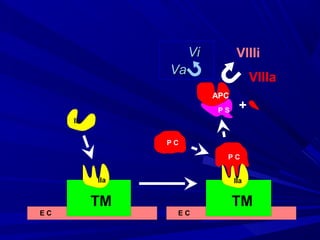 IIa
E C
IIa IIa
E C
P C
P C
APC
P S +
VaVa
ViVi
VIIIa
VIIIi
TM TM
 