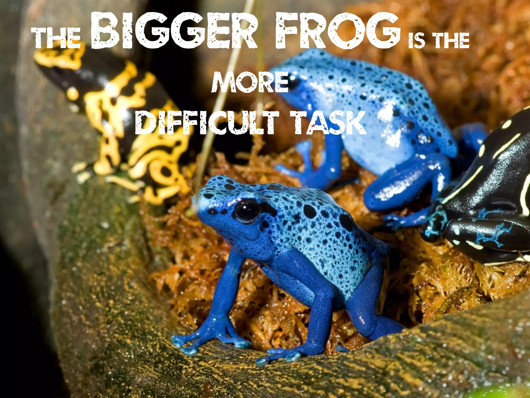 The BIGGER FROGis the
more
DIFFICULT TASK