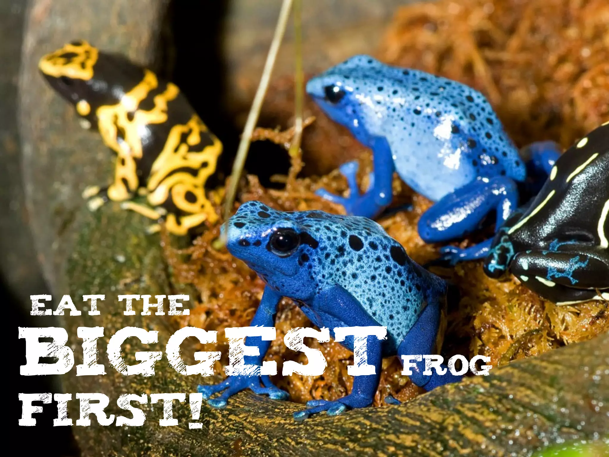 Eat the
biggest Frog
FIRST!