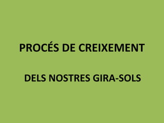 PROCÉS DE CREIXEMENT
DELS NOSTRES GIRA-SOLS
 
