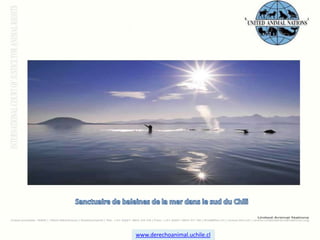 Sanctuaire de baleines de la mer dans le sud du Chili www.derechoanimal.uchile.cl 
