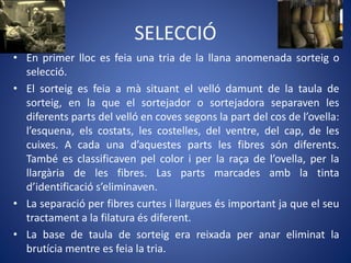SELECCIÓ
• En primer lloc es feia una tria de la llana anomenada sorteig o
selecció.
• El sorteig es feia a mà situant el velló damunt de la taula de
sorteig, en la que el sortejador o sortejadora separaven les
diferents parts del velló en coves segons la part del cos de l’ovella:
l’esquena, els costats, les costelles, del ventre, del cap, de les
cuixes. A cada una d’aquestes parts les fibres són diferents.
També es classificaven pel color i per la raça de l’ovella, per la
llargària de les fibres. Las parts marcades amb la tinta
d’identificació s’eliminaven.
• La separació per fibres curtes i llargues és important ja que el seu
tractament a la filatura és diferent.
• La base de taula de sorteig era reixada per anar eliminat la
brutícia mentre es feia la tria.
 