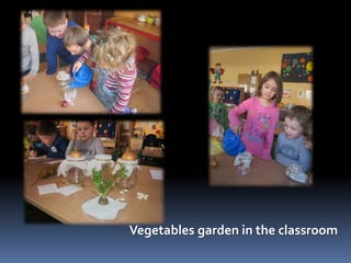 Vegetables garden in the classroom 
 