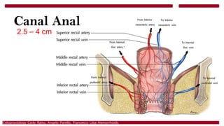 Procto 4 Procto final ANATOMIA , FISIOLOGIA Y RELACIONES | PPTX