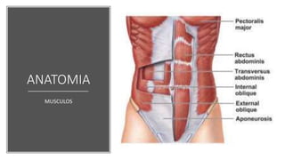 ANATOMIA
MUSCULOS
 