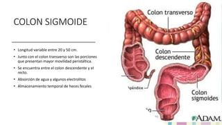 COLON SIGMOIDE
• Longitud variable entre 20 y 50 cm.
• Junto con el colon transverso son las porciones
que presentan mayor movilidad peristáltica.
• Se encuentra entre el colon descendente y el
recto.
• Absorción de agua y algunos electrolitos
• Almacenamiento temporal de heces fecales
 