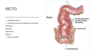 RECTO
• Longitud de 18 cm
• La pared rectal está compuesta por 4 túnicas:
Peritoneo
Muscular
Submucosa
Mucosa
• Acción secretora
 