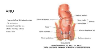 ANO
• Segmento final del tubo digestivo
• Lo componen:
Musculo elevador del ano
Esfínter interno y externo
Mucosa anal
 