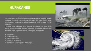 HURACANES
Los huracanes son la principal amenaza natural reconocida para la
biota de Cozumel. Después del huracán del 2005, hubo bajas
significativas en la densidad poblacional y en la proporción de
juveniles.
Durante 2006, después de 2 grandes huracanes, en más de la
mitad de un grupo de estudio sujetos a exámenes médicos fue
evidente algún signo de cambio patológico, incluyendo:
• Glaucoma.
• Ectoparásitos.
• Heridas externas.
• Fractura de dientes.
• Condición general pobre del cuerpo.
 