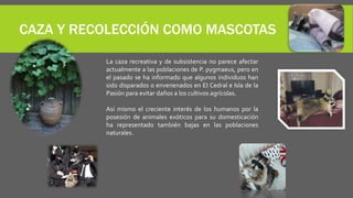 CAZA Y RECOLECCIÓN COMO MASCOTAS
La caza recreativa y de subsistencia no parece afectar
actualmente a las poblaciones de P. pygmaeus, pero en
el pasado se ha informado que algunos individuos han
sido disparados o envenenados en EI Cedral e Isla de la
Pasión para evitar daños a los cultivos agrícolas.
Así mismo el creciente interés de los humanos por la
posesión de animales exóticos para su domesticación
ha representado también bajas en las poblaciones
naturales.
 