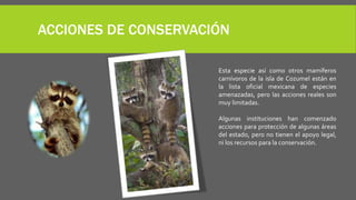 ACCIONES DE CONSERVACIÓN
Esta especie así como otros mamíferos
carnívoros de la isla de Cozumel están en
la lista oficial mexicana de especies
amenazadas, pero las acciones reales son
muy limitadas.
Algunas instituciones han comenzado
acciones para protección de algunas áreas
del estado, pero no tienen el apoyo legal,
ni los recursos para la conservación.
 
