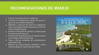 RECOMENDACIONES DE MANEJO
1. Prevenir la importación de congéneres.
2. Controlar las poblaciones salvajes de perros y
gatos, de ser posible erradicarlas.
3. Mantener y restaurar las zonas con vegetación
nativa y proteger las áreas naturales con el fin de
evitar la fragmentación.
4. Evaluar la necesidad de introducir criaderos para
los carnívoros de Cozumel.
5. Introducción de políticas para el mantenimiento
de la calidad ambiental de la isla.
6. Crear y reforzar campañas de concientización
publica de la isla.
7. Reforzar los conocimientos científicos y basar
fututos trabajos en hechos de esta índole.
 