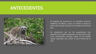 ANTECEDENTES
El mapache de Cozumel es un mamífero carnívoro
endémico de México, como su nombre lo indica es
nativo de la isla de Cozumel en el estado de Quintana
Roo.
Se caracterizan por ser los especímenes mas
pequeños de su género pesando un máximo de 4 kg y
cuya característica principal reside en las franjas
negras separadas que cubren la zona frontal de su
cara.
 