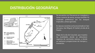 DISTRIBUCIÓN GEOGRÁFICA
Se encuentra con frecuencia en manglares y
zonas costeras de arena, aunque también ha
mostrado preferencia por los bosques
tropicales y áreas agrícolas.
En épocas recientes se ha encontrado en San
Gervasio, San Miguel, El Cedral y la Isla de la
Pasión.
Mapa de la isla de Cozumel, que muestra
las localidades donde se obtuvieron
registros de carnívoros nativos, y donde
se realizaron prospecciones de trampas y
transectos.
 